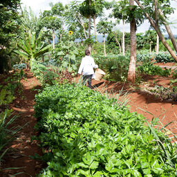 Tanzania-Ngorongoro-Farm House-groententuin