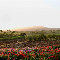 Tanzania-Ngorongoro-Farm House-omgeving