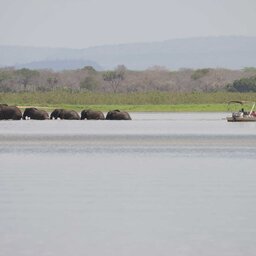 Tanzania-Nyerere-Siwandu Camp-bootsafari olifanten