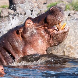 Tanzania-Ruaha NP-hippo