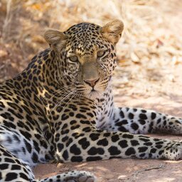 Tanzania-Ruaha NP-luipaard