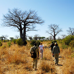 Tanzania-Ruaha NP-Mwagusi Camp-walking safari