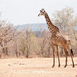 Tanzania-Selous Game Reserve-Selous Riverside Camp (58)