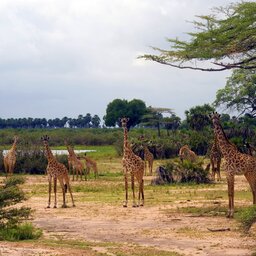 Tanzania-Selous-Giraf