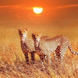 Tanzania-Serengeti-Cheetah