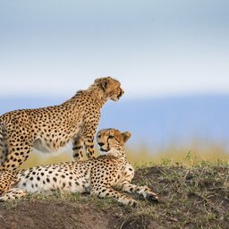 Tanzania-Serengeti-Cheetah2