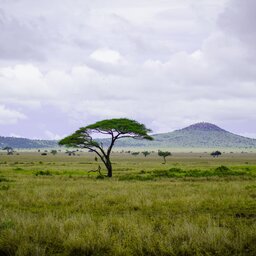Tanzania-Serengeti-landschap