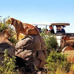 Tanzania-Serengeti-leeuwen