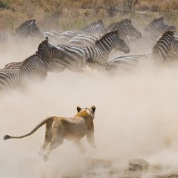 Tanzania-Serengeti-migratie