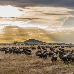 Tanzania-Serengeti-Migratie wildebeest