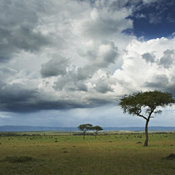 Tanzania-Serengeti NP-Singita-Mara-River-Tented-Camp-natuur-2