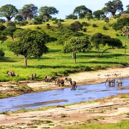 Tanzania-Serengeti-olifanten steken over