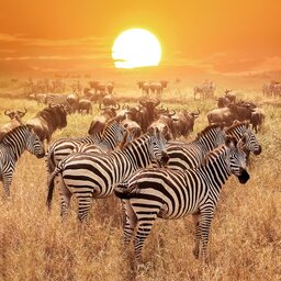 Tanzania-Serengeti-Zebra