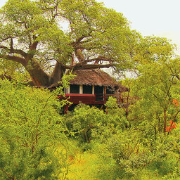 Tanzania-Tarangire-Elewana-Tarangire-Treetops (10)