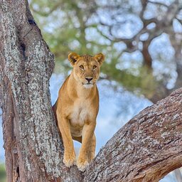 Tanzania-Tarangire NP-leeuw in boom