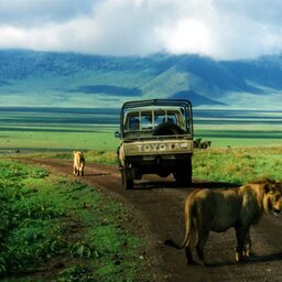 Tanzania-Tarangire NP-leeuwen en jeep