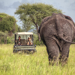 Tanzania-Tarangire-NP-Little-Chem-Chem-safari-olifant