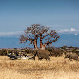 Tanzania-Tarangire-NP-Nimali-Tarangire-game-drive