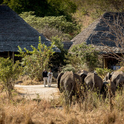 Tanzania-Tarangire-NP-Nimali-Tarangire-waterput-olifanten