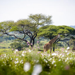 Tanzania-Tarangire-NP-Sanctuary-Swala-Camp-safari-giraf