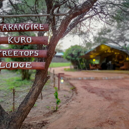 Tanzania-Tarangire-NP-Tarangire-Kuro-Treetops-Lodge (6)