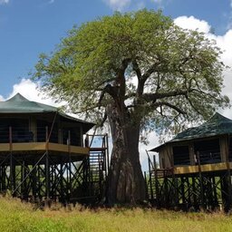 Tanzania-Tarangire-NP-Tarangire-Kuro-Treetops-Lodge (7)