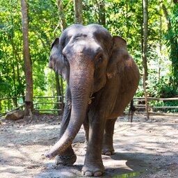 Thailand-Chiang-Mai-Excursie-Elephant-Discovery-Camp-1