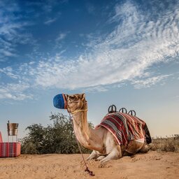 VAE-Ras Al Khaimah-Ritz Carlton Al Wadi Desert-kamelenrit