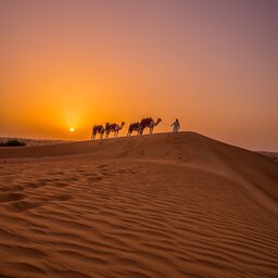 VAE-woestijn-Al Maha Desert Resort-activiteiten kamelentrek