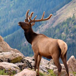 Verenigde staten - USA - VS - Colorado - Rocky Mountains National Park (3)