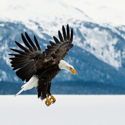 Verenigde staten - USA - VS - Eagle  (1)