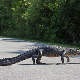 Verenigde staten - USA - VS - Everglades National Park (4)