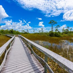 Verenigde staten - USA - VS - Everglades National Park (8)