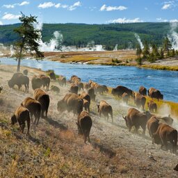 Verenigde staten - USA - VS - Wyoming - yellowstone national park (2)