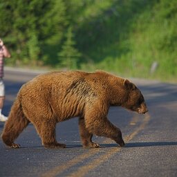 Verenigde staten - USA - VS - Wyoming - yellowstone national park (9)