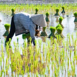 Vietnam-algmeen-rijst plukken