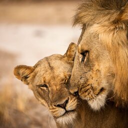 Wandelsafari in Lower Zambezi Park 6