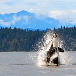 West-Canada-Excursies-Vancouver-Island-Whalewatching-per-zodiac-4