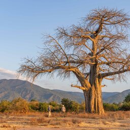 Zambia-Lower-Zambezi-Chongwe-River-Camp-landschap