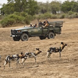 Zambia-South-Luangwa-Lion-Camp-game-drive