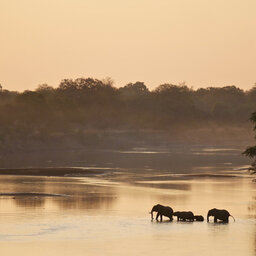 Zambia-South Luangwa-olifanten in rivier