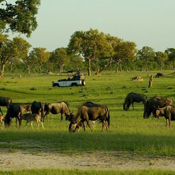 Zimbabwe-Hwange National Park-game drive