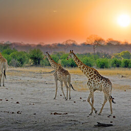 Zimbabwe-Hwange National Park-giraffen