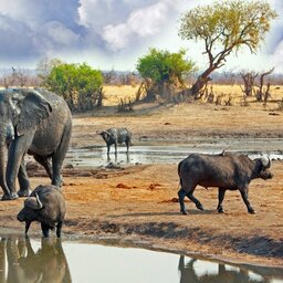 Zimbabwe-Hwange National Park-wildlife3