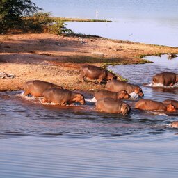 Zimbabwe-Lake-Kariba-Changa-Safari-Camp-wildlife