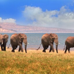 Zimbabwe-Lake Kariba-olifant