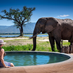 Zimbabwe-Mana Pools National Park-Nyamatusi-olifant-vrouw-plunge-pool