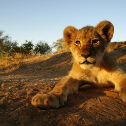 Zuid-Afrika-algemeen-welpje