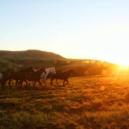 Zuid-Afrika-Drakensbergen-Montusi-Mountain-Lodge-paarden