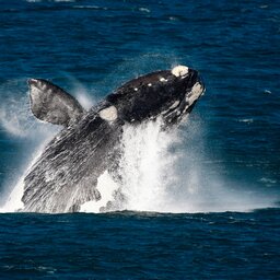 Zuid-Afrika-Hermanus-hoogtepunt-walvis